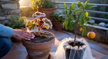 Ce détail que les pros scrutent en novembre 2025 pour sauver géraniums, laurier-rose et agrumes des premières nuits froides