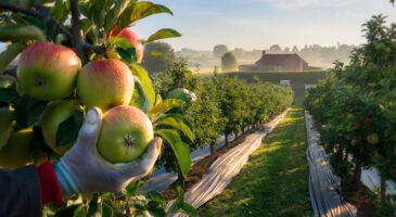 Ce mystère des pommes restées pâles en automne 2025 intrigue les vergers français, voici l&rsquo;explication qui change vos gestes