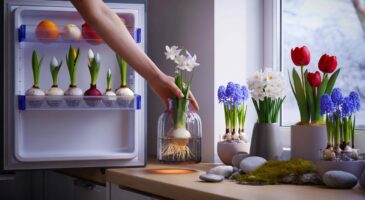 Ce secret du nord pour des fleurs à la maison avant Noël 2025 grâce aux bulbes au réfrigérateur et à un forçage facile