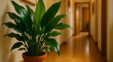 Cette plante d’intérieur increvable aime le noir et assainit mieux votre air que le pothos chez vous