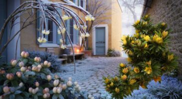 Voici 3 arbustes qui gardent leur parfum en plein hiver 2025 et transforment un jardin français en refuge sensuel