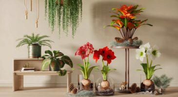 Voici 5 plantes qui font oublier le poinsettia à Noël 2025, avec un effet déco inattendu et durable dans nos intérieurs