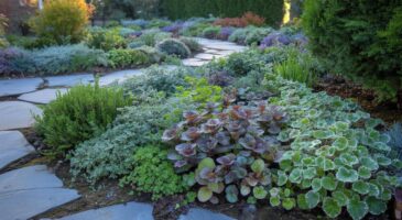 Voici ces vivaces anti-mauvaises herbes à planter en novembre 2025 pour un jardin net tout l’hiver, sans corvée et avec un effet déco surprenant