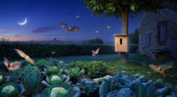 Voici les chauves-souris qui protègent votre potager la nuit, en novembre 2025, avec un simple nichoir placé au bon endroit