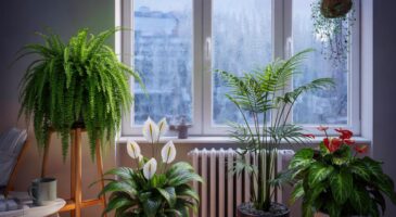 Voici les plantes d’intérieur qui régulent l’air humide en hiver 2025, un pouvoir discret même dans les appartements fermés