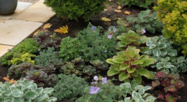 Voici les vivaces qui étouffent les mauvaises herbes en décembre 2025, le secret discret des paysagistes pour un jardin net tout l&rsquo;hiver