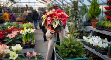 Voici pourquoi ces plantes de Noël s&rsquo;arrachent dès décembre 2025 en France, et comment sécuriser les plus beaux spécimens