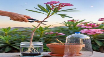 Voici quand bouturer un laurier-rose en 2025 et le geste simple qui décuple l’enracinement sans rater la période de lune descendante