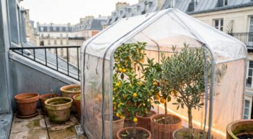 Balcon : ce petit abri à moins de 30 € s&rsquo;installe en 5 min chez Leclerc et sauve vos plantes du gel cet hiver