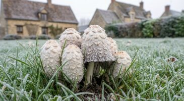 Ce champignon blanc qui apparaît dans votre jardin en décembre, ne l&rsquo;arrachez plus : il change tout pour votre sol