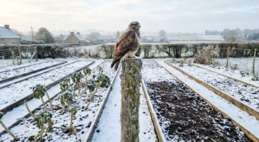 Ce drôle de perchoir protège mon potager de tous les ravageurs sans pesticides, pourquoi personne ne l’utilise ?
