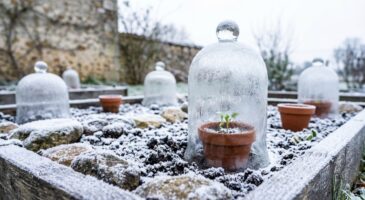 Ce geste avec un objet du quotidien que les jardiniers nordiques font en plein hiver pour des boutures impeccables