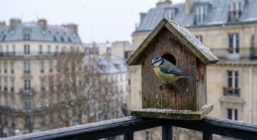 Ce nichoir à moins de 25 € sur Amazon pourrait vraiment tout changer pour les oiseaux de votre balcon cet hiver