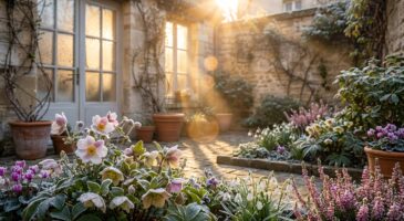 Ces fleurs de jardin, banales en automne, deviennent spectaculaires à la première gelée chez vous et font des jaloux