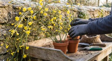 Cette fleur jaune parfumée qui brave moins 15 degrés : pourquoi vous devez la multiplier maintenant