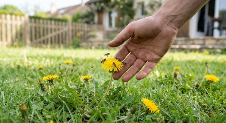 Cette « mauvaise herbe » que vous arrachez vous prive d’un allié puissant pour votre sol, vos abeilles et votre santé