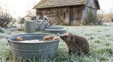 Chaque hiver, ce petit bouchon à laisser flotter dans vos seaux évite un massacre de hérissons