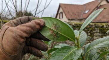 Feuilles de laurier tachées : ce signe à contrôler d&rsquo;urgence avant de condamner toute votre haie