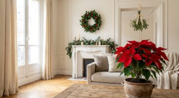 Gui, houx, poinsettia : ces plantes de Noël chez vous cachent des légendes insoupçonnées que vous ignorez