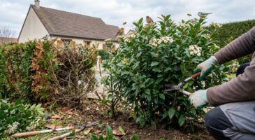 Haies : pourquoi tant de jardiniers vont arracher leurs thuyas en 2026 pour cet arbuste persistant bien plus malin