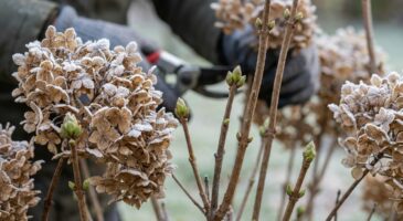 Hortensias : cette erreur avec les fleurs fanées en hiver peut vous priver de floraison pendant des mois