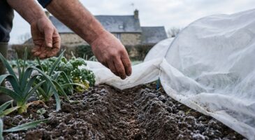 Jardin : ces carottes semées en plein décembre offrent un avantage décisif au printemps que beaucoup ignorent