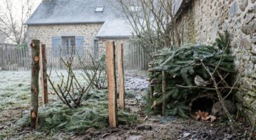Le 26 décembre, cette erreur avec votre sapin de Noël vous fait perdre un trésor inespéré pour le jardin