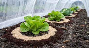 L’hiver ne les arrête pas : ce bouclier discret stoppe les limaces et évite la disparition de vos légumes