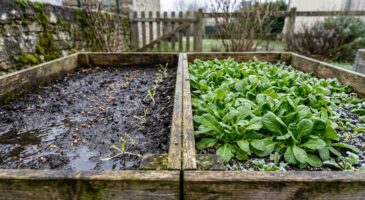 Mâche : pourquoi vos semis ne lèvent pas alors que ceux du voisin explosent, à cause de ce détail décisif