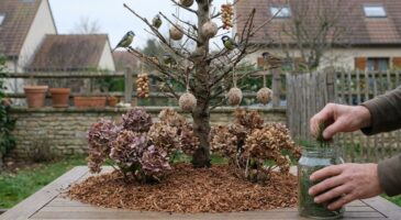 Ne jetez plus ce sapin de Noël : cette ressource insoupçonnée peut encore tout changer chez vous et au jardin