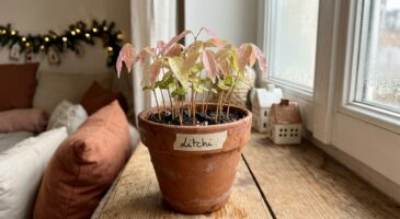 Ne jetez plus les noyaux de ce fruit de fêtes : en un mois, ils font naître une mini forêt rose chez vous