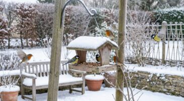 Oiseaux du jardin : arrêtez de remplir la mangeoire trop tôt, cette règle météo change tout cet hiver