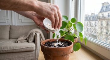Plantes vertes qui dépérissent : ne jetez plus ce déchet de cuisine, il remplace l&rsquo;engrais chimique en hiver