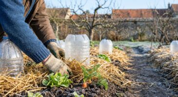 Potager d&rsquo;hiver : ces 7 réflexes de pro qui évitent 80 % des galères même si vous débutez vraiment