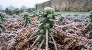 Si vous cultivez des choux, ne passez pas à côté de cette plante de sous-bois qui peut les sauver du gel tout l&rsquo;hiver