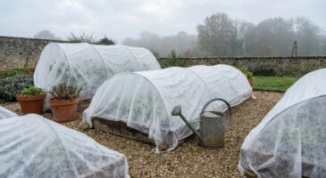 Voile d’hivernage : cette erreur d’arrosage que font tous les jardiniers peut ruiner vos plantes en quelques jours