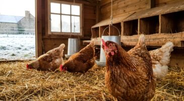 Vos poules ne pondent plus ? ce changement discret au poulailler évite la pénurie d&rsquo;œufs tout l&rsquo;hiver