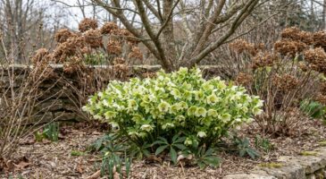 Vous arrachez vos rosiers ? cette vivace oubliée fleurit en plein hiver et change tout au jardin
