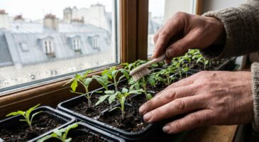 Arrêtez de perdre vos semis d’intérieur : cet accessoire de salle de bain les rend ultra costauds