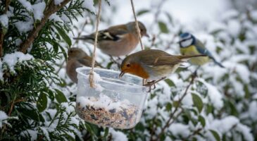 Ce déchet de cuisine que vous jetez en hiver protège mieux les oiseaux et évite rats et maladies que votre mangeoire