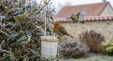 Ce déchet en plastique protège vraiment mieux vos oiseaux du jardin que votre mangeoire cet hiver