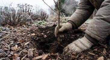 Ce fruitier à planter avant la fin janvier pour croquer vos propres fruits dès l&rsquo;automne prochain
