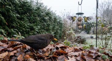 Ce manège discret des merles en hiver révèle pourquoi vos boules de graisse ne les aident presque pas