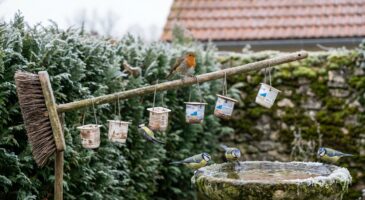 Ces gestes dans votre jardin nuisent aux oiseaux sans que vous le sachiez : comment les corriger dès aujourd&rsquo;hui