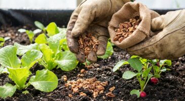 Ces restes d’apéritif que vous jetez chaque hiver : l’erreur qui prive votre potager d’un vrai coup de boost