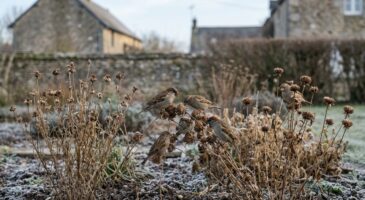 C’est le bon moment : plantez ces 4 fleurs une fois en février et les oiseaux reviendront chaque année sans effort