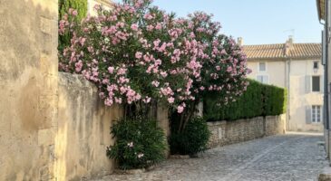Cette taille que vous faites chaque hiver sur vos lauriers-roses les épuise : la méthode méditerranéenne à copier