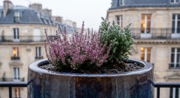 Déco extérieure : ce cache-pot Action à moins de 9 € résiste à -20 °C et change tout sur votre balcon ou terrasse