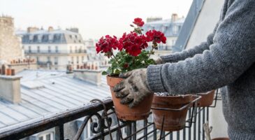 En hiver, vos géraniums pourrissent en silence : ce geste de 30 minutes par semaine les sauve