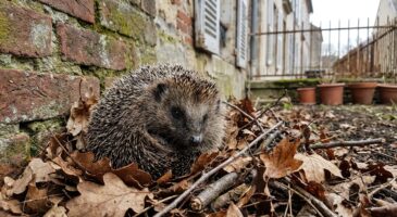 En ville, les hérissons s&rsquo;effondrent : ce coin oublié à garder dans votre jardin citadin pourrait tous les sauver
